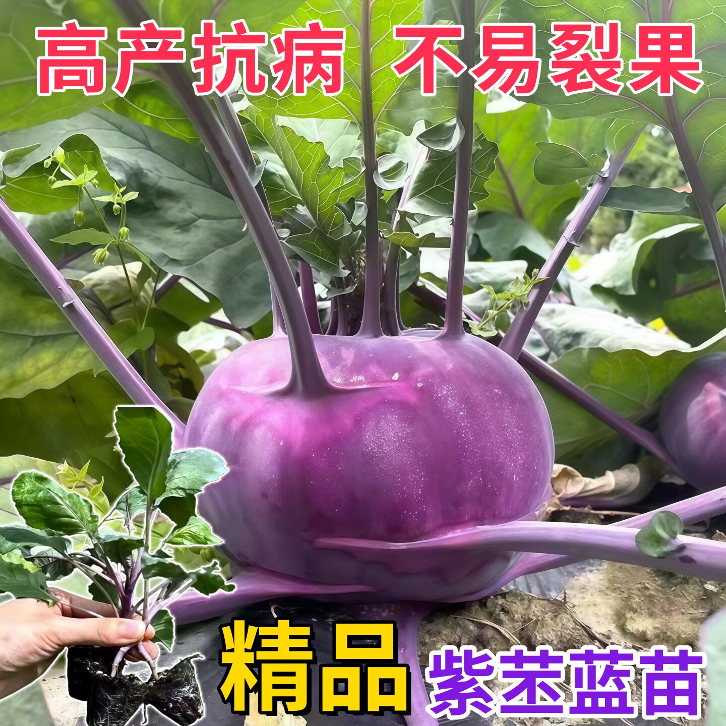 水果紫苤蓝苗秧食用紫皮青苤兰芥兰种子营养高脆甜四季种植蔬菜苗