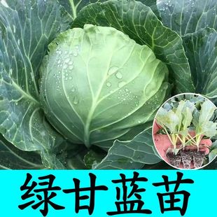 阳台 绿甘蓝苗种子牛心甘蓝苗圆包菜包心菜苗扁圆白菜耐热耐寒当季