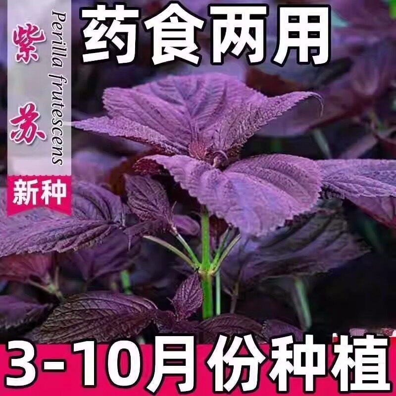 去腥秋季紫苏种子红叶盆栽阳台
