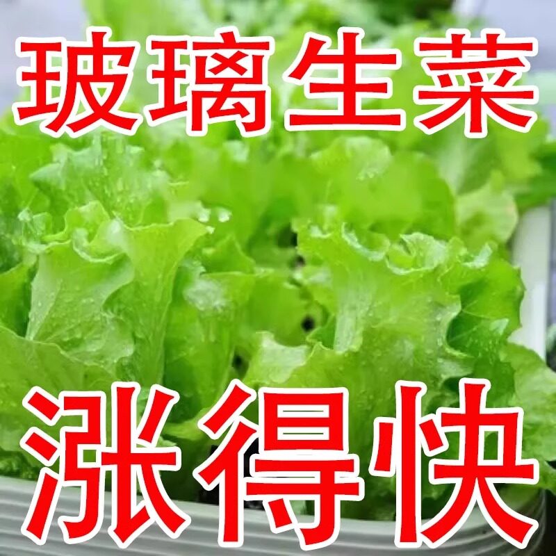 意大利玻璃生菜种子四季播