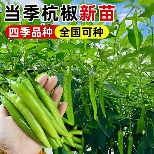 正宗杭椒苗带土球微辣香脆盆栽