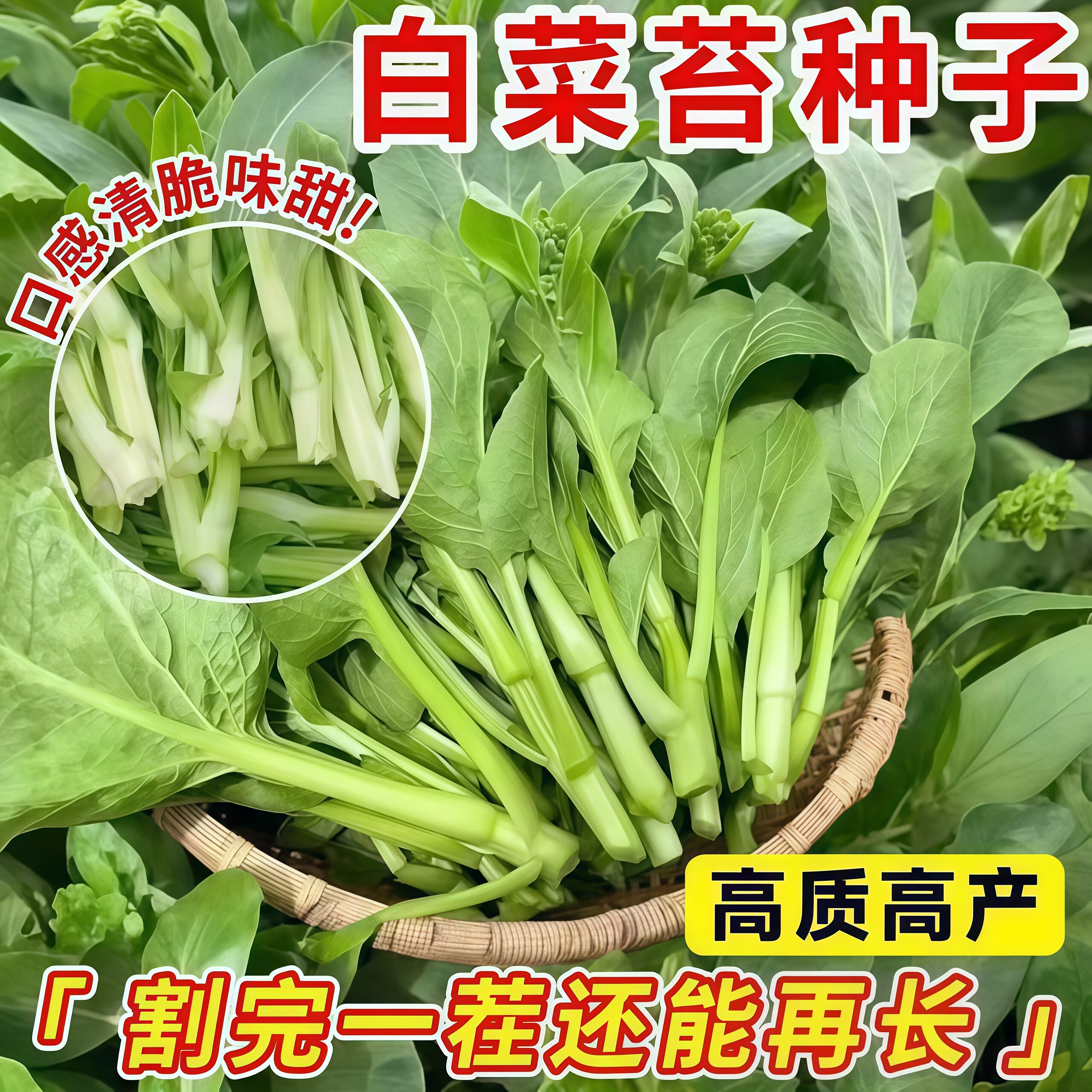 白菜苔种子春季播种高产清脆甜菜苔苗适合新手小白盆栽蔬菜