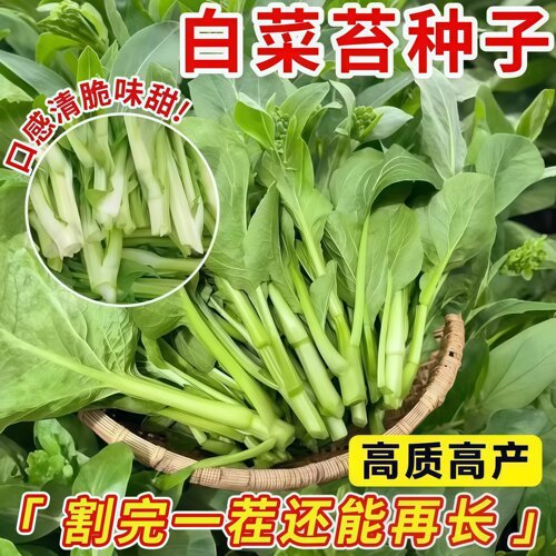 白菜苔种子春季播种高产清脆甜菜苔苗适合新手小白盆栽蔬菜
