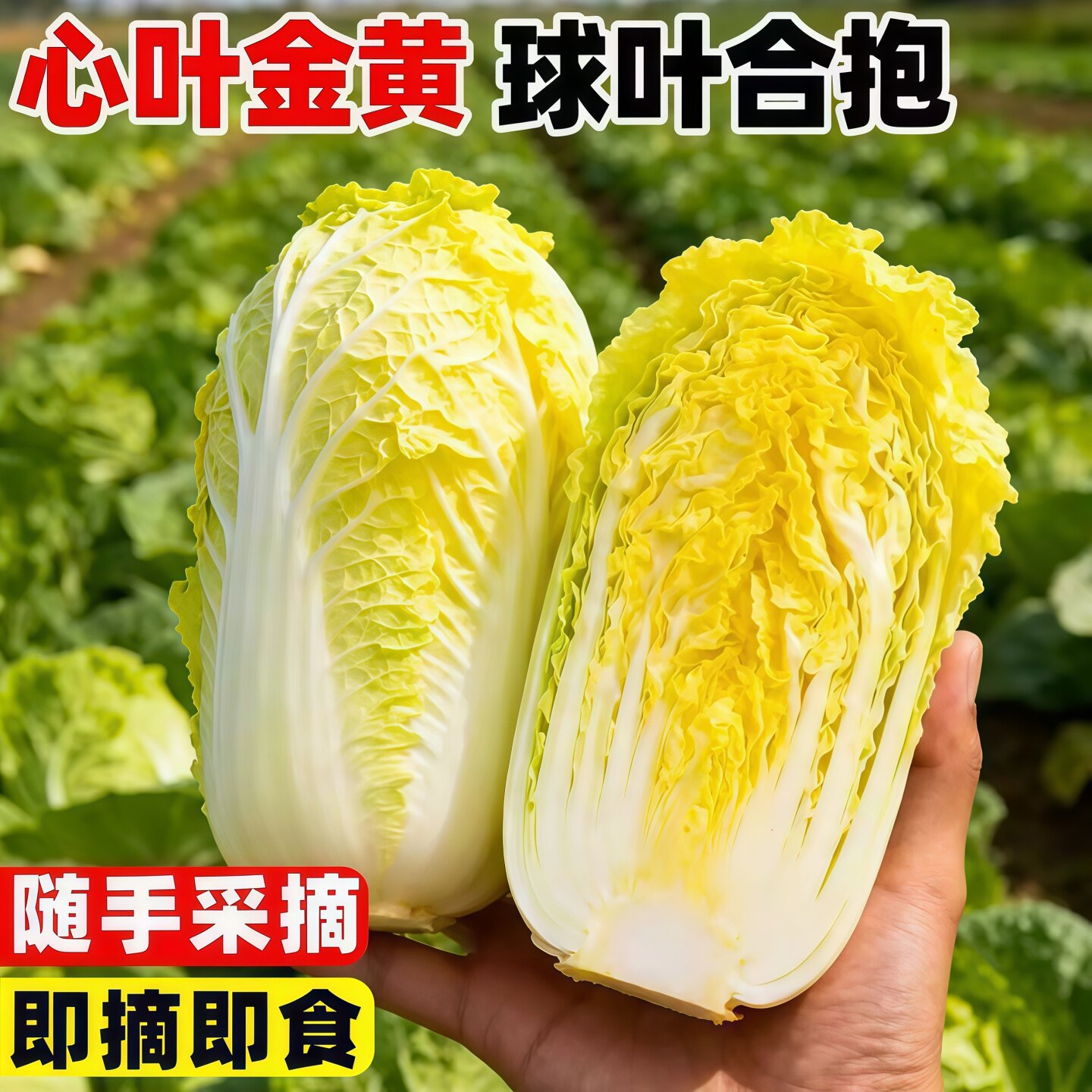 娃娃菜苗秧苗小黄心大白菜苗四季阳台盆栽庭院种植蔬菜苗青菜秧苗