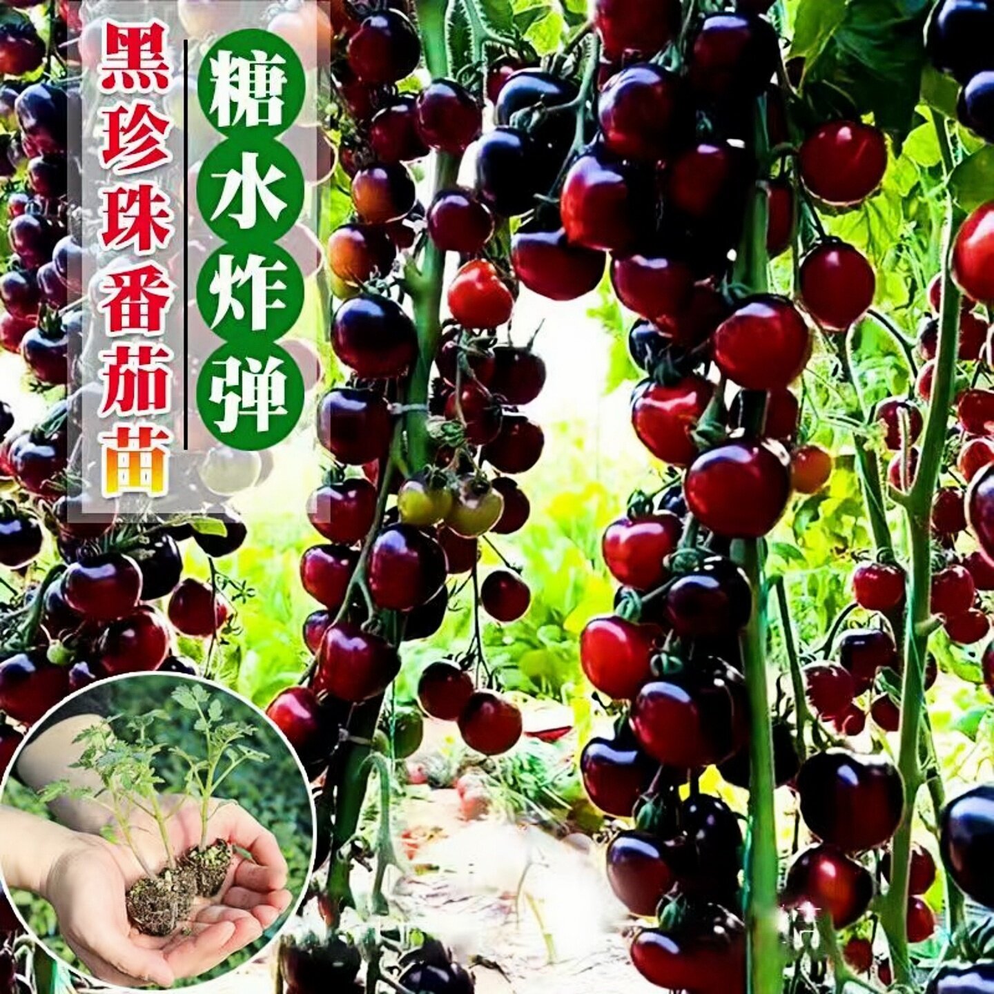 糖水炸弹黑珍珠番茄苗秧种子春秋盆栽四季红圣女果黄绿水果蔬菜苗