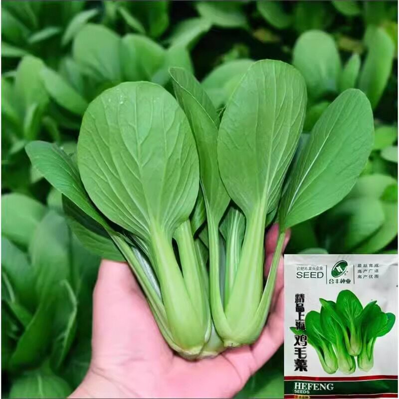 上海鸡毛菜种子黑叶矮脚