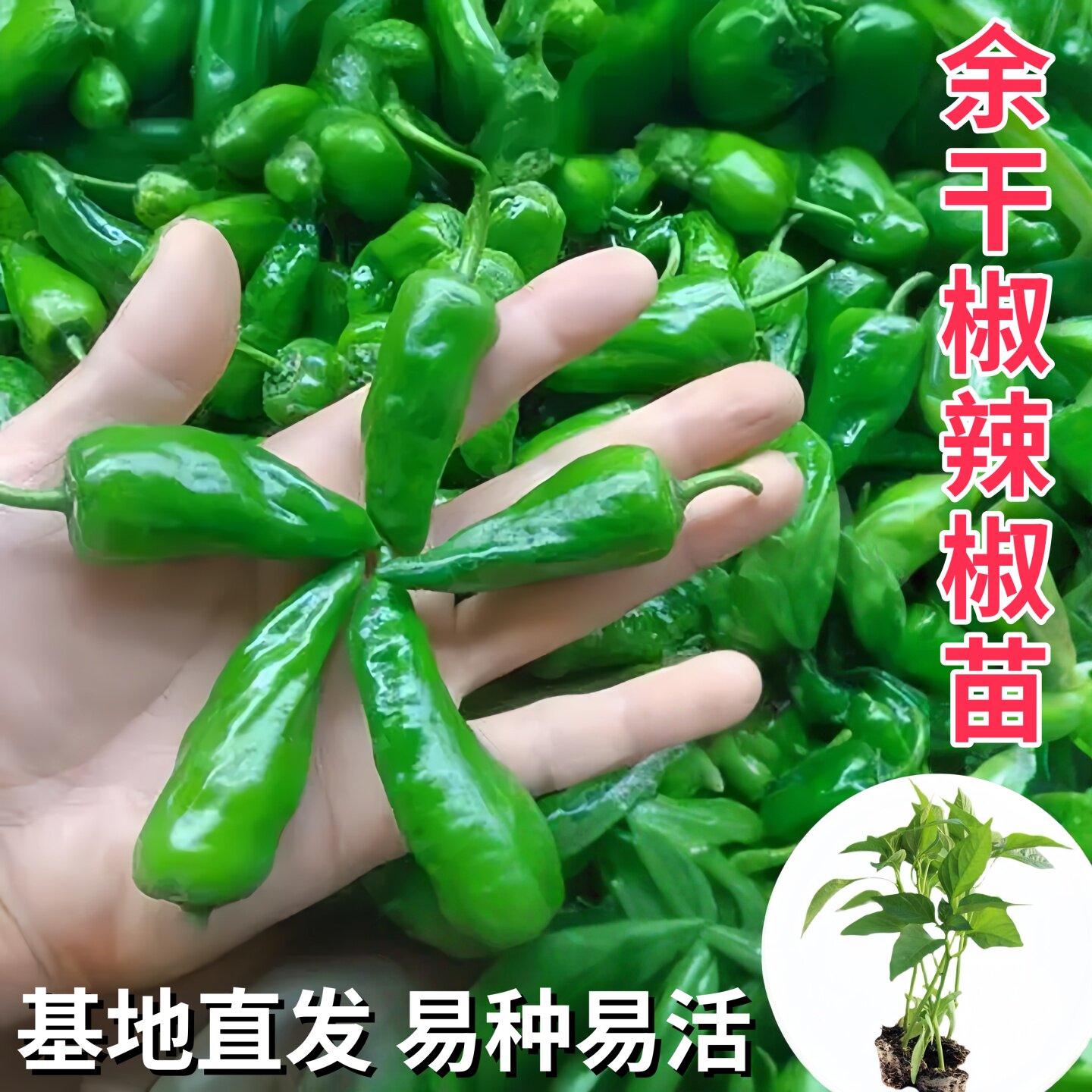 正宗江西薄皮余干辣椒辣椒苗早熟产量高应季露天特辣香辣辣椒苗