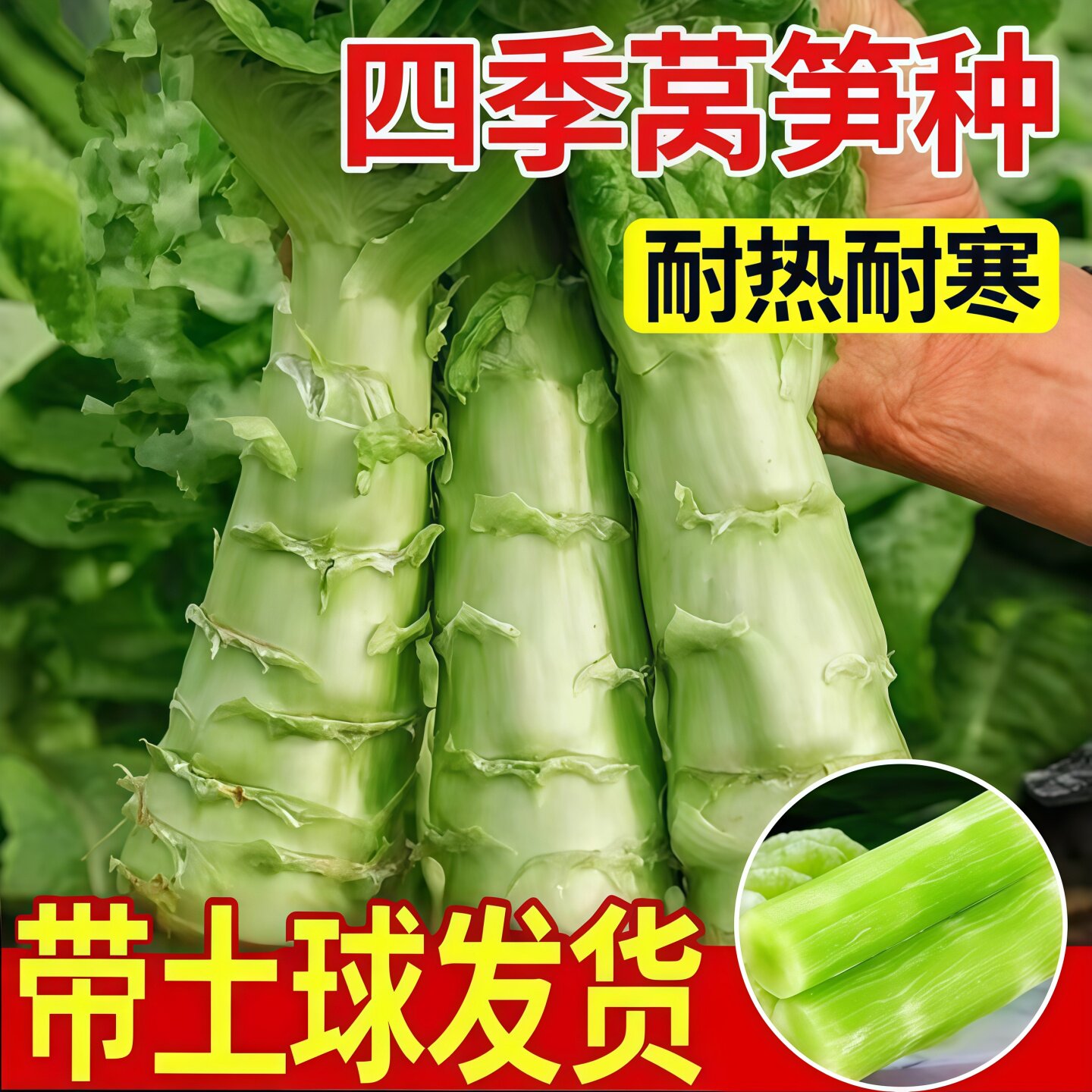 青皮莴笋苗红皮莴笋菜苗秧苗红叶莴笋秋冬季莴苣蔬菜菜苗耐寒耐热