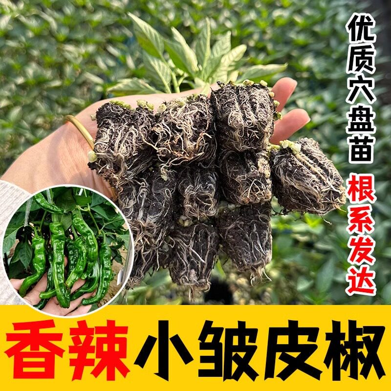 小皱皮辣椒小皱皮长果皱邹皮黑亮香辣高产辣椒种籽春季四季秧苗