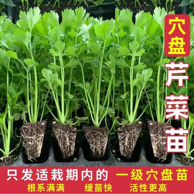 四季水果小香芹菜苗秧苗大芹菜苗水培老品种白红芹种籽春季蔬菜苗