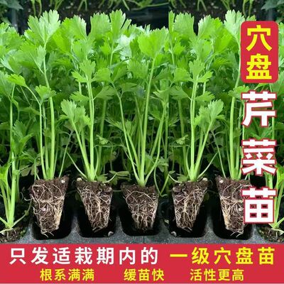 四季水果小香芹菜苗秧苗