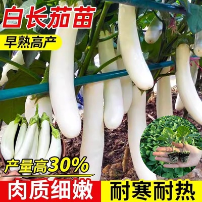 白茄子秧苗带土长白茄子苗紫长茄子苗蔬菜苗苗庭院阳台茄子苗白色