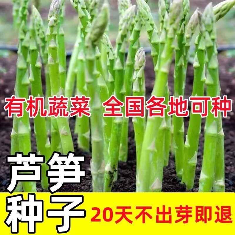 芦笋种子四季种植进口绿芦笋