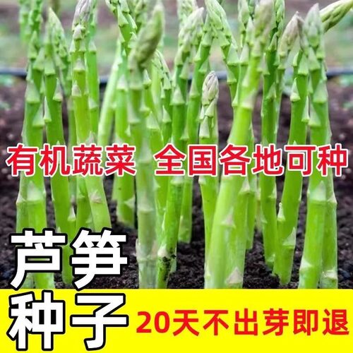 芦笋种子四季种植进口绿芦笋