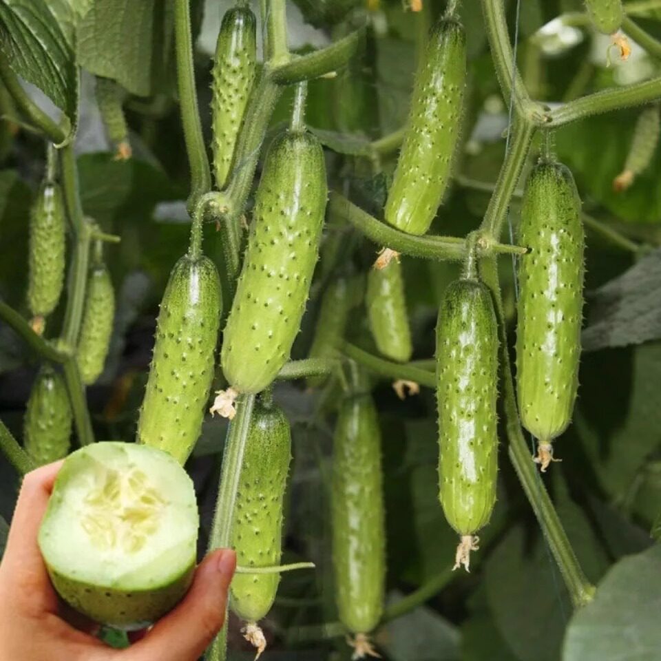 水果黄瓜种子高产压趴架四季盆栽春秋黄瓜种旱籽大棚阳台蔬菜种子