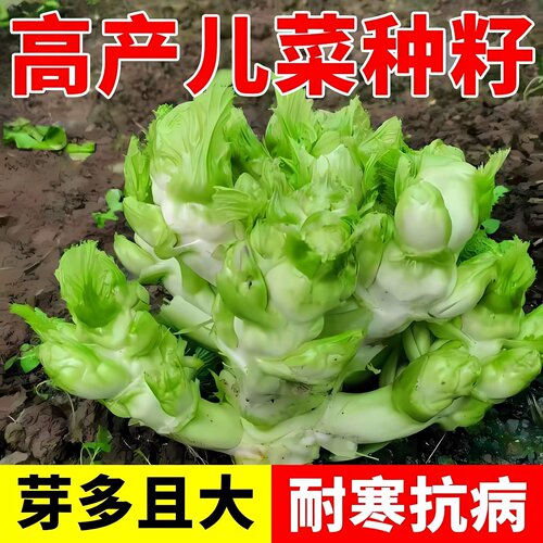 高产儿菜种苗芽多且大耐寒抗病