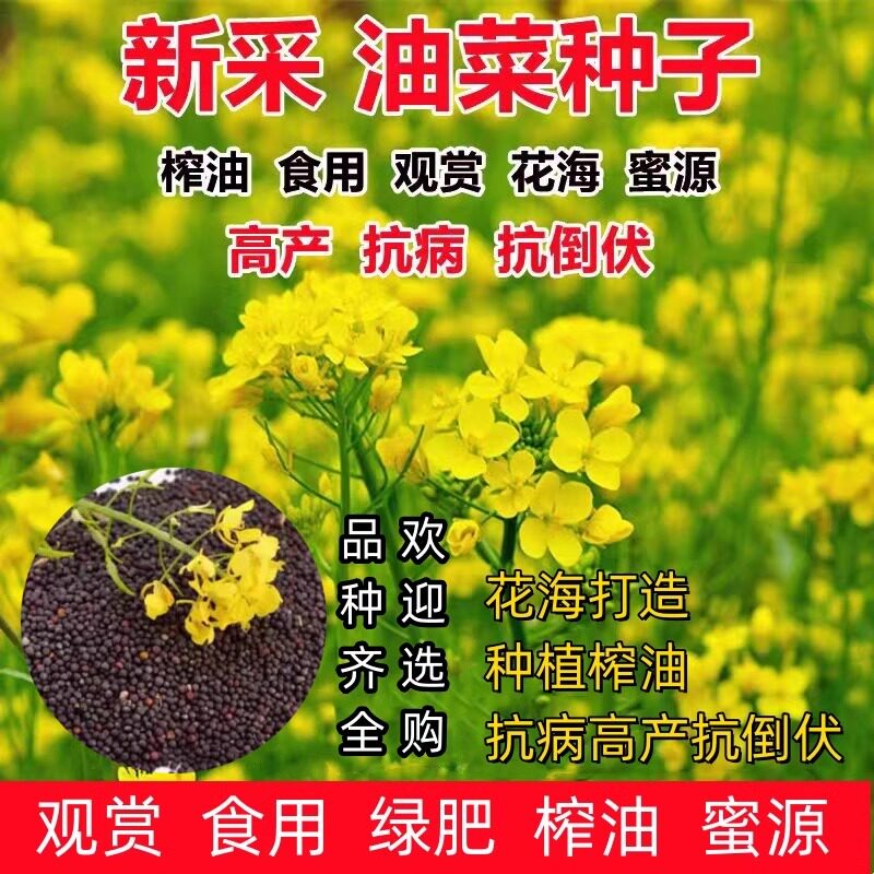 油菜花苗秧早熟高产矮杆耐寒抗倒伏高出油菜油菜籽榨油用黑种籽子