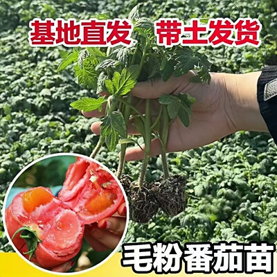带土沙瓤大果番茄苗高产多汁