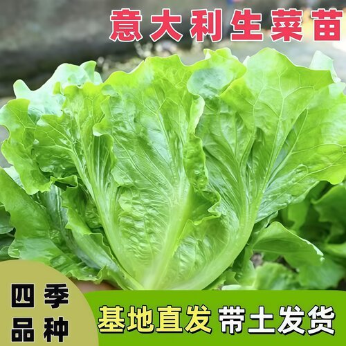 脆甜罗马生菜苗速生阳台盆栽