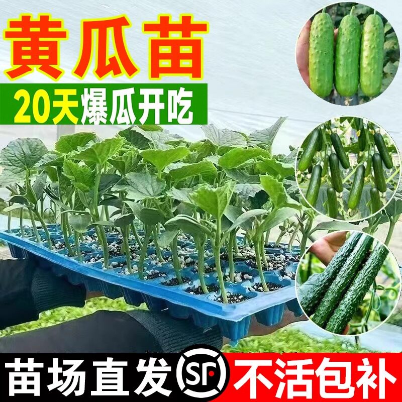 蔬菜苗水果黄瓜秧苗阳台盆栽长黄瓜苗辣椒苗苦瓜丝瓜葫芦南瓜西瓜