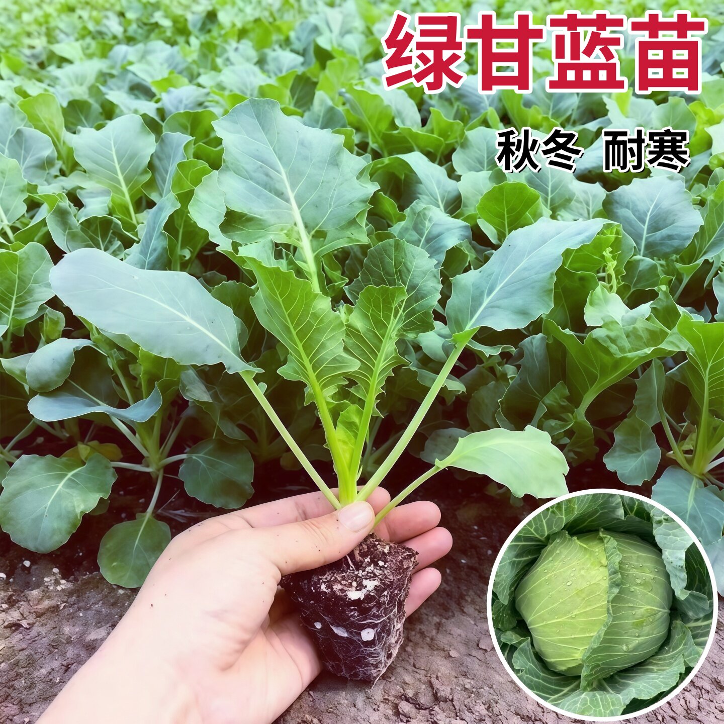绿甘蓝苗秧子脆甜黄心大头菜苗籽包菜圆白菜苗春秋季菜园庭院蔬菜