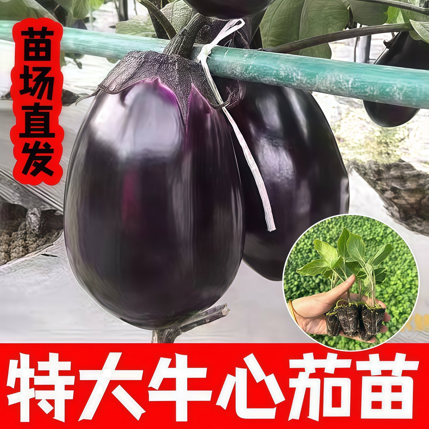牛心茄子苗秧苗种子灯泡茄苗特大牛心茄四季盆栽高产四季蔬菜种子