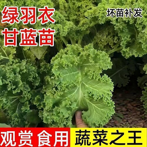 可食用绿羽衣甘蓝苗大苗秧苗盆栽紫羽衣甘蓝种籽雨衣带土秋冬菜苗