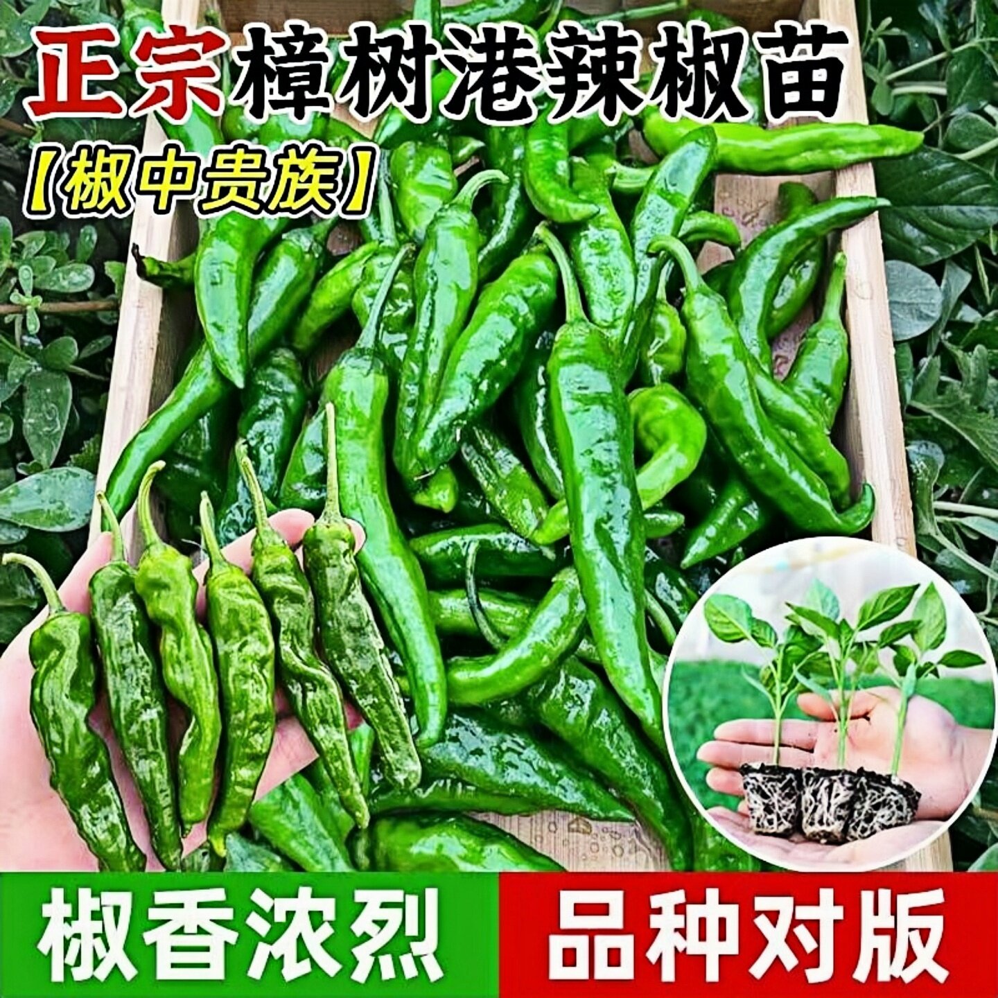 樟树港辣椒苗薄皮香辣盆栽种子