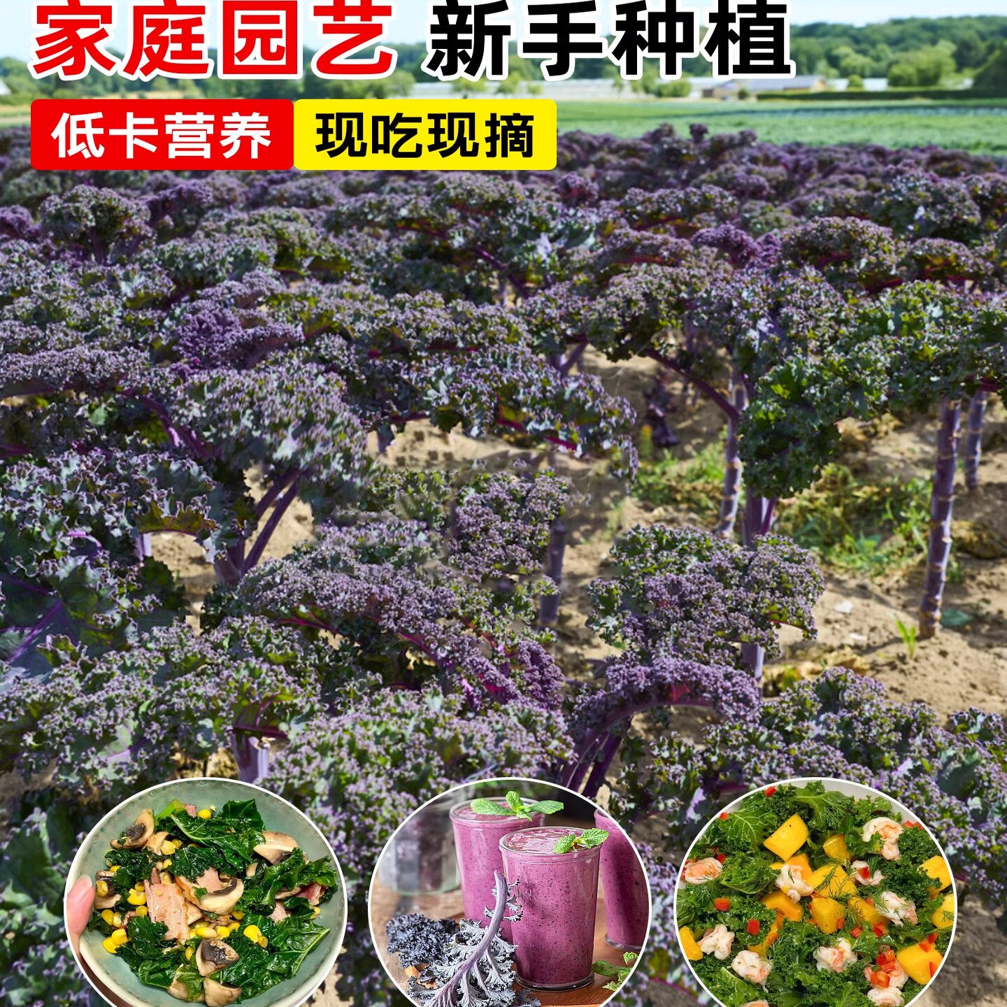 紫色羽衣甘蓝苗秧带土球四季春秋盆栽阳台蔬菜皇后绿羽衣甘蓝种子