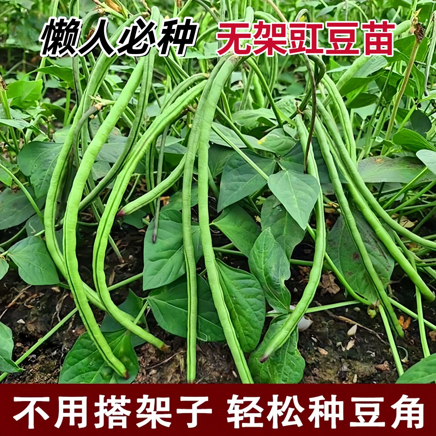 无架豆角秧苗种子春秋四季阳台盆栽高产免搭架红绿豇豆地豆四季豆