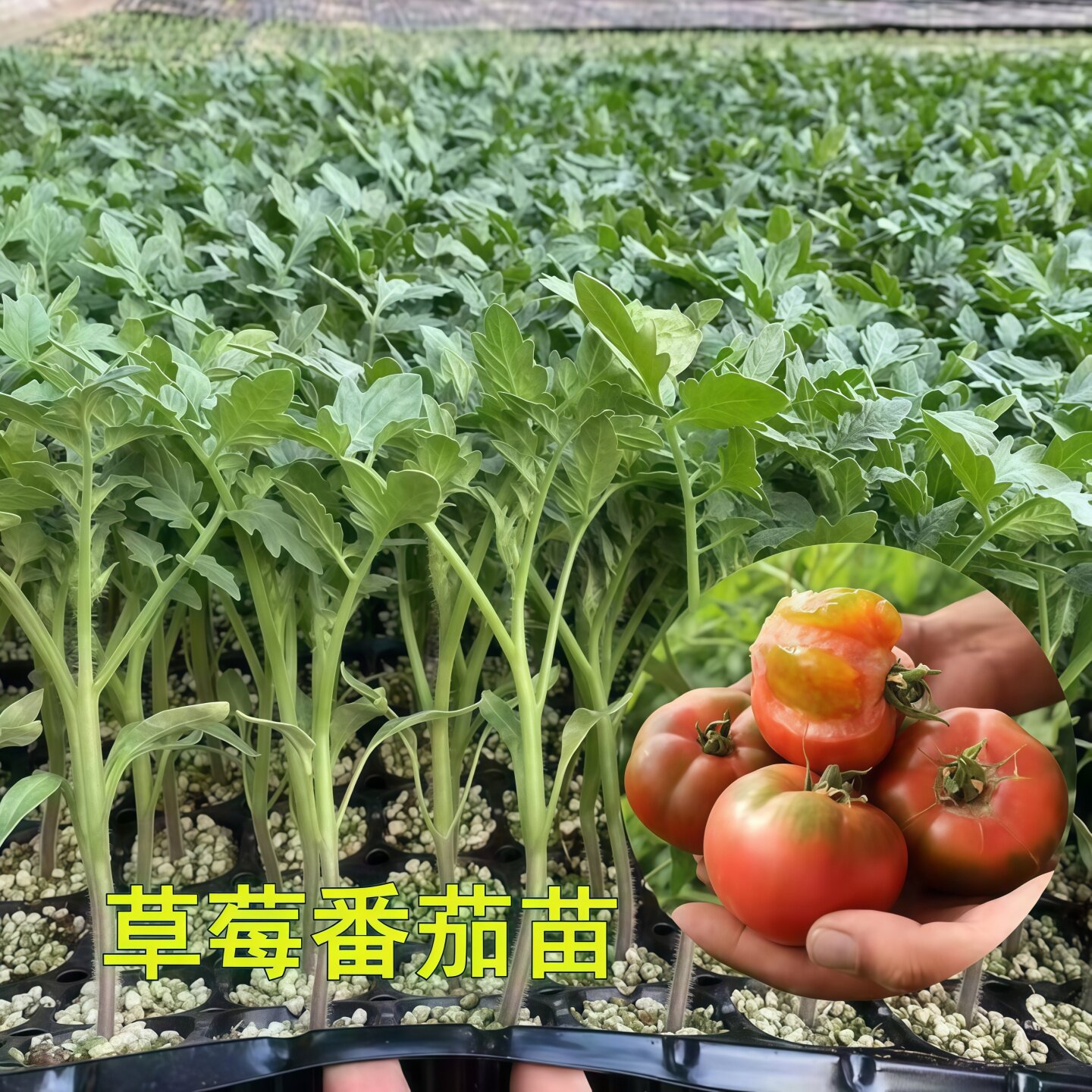 草莓番茄苗带土秧苗酸甜丹东铁皮柿子苗种子四季南方庭院阳台菜苗