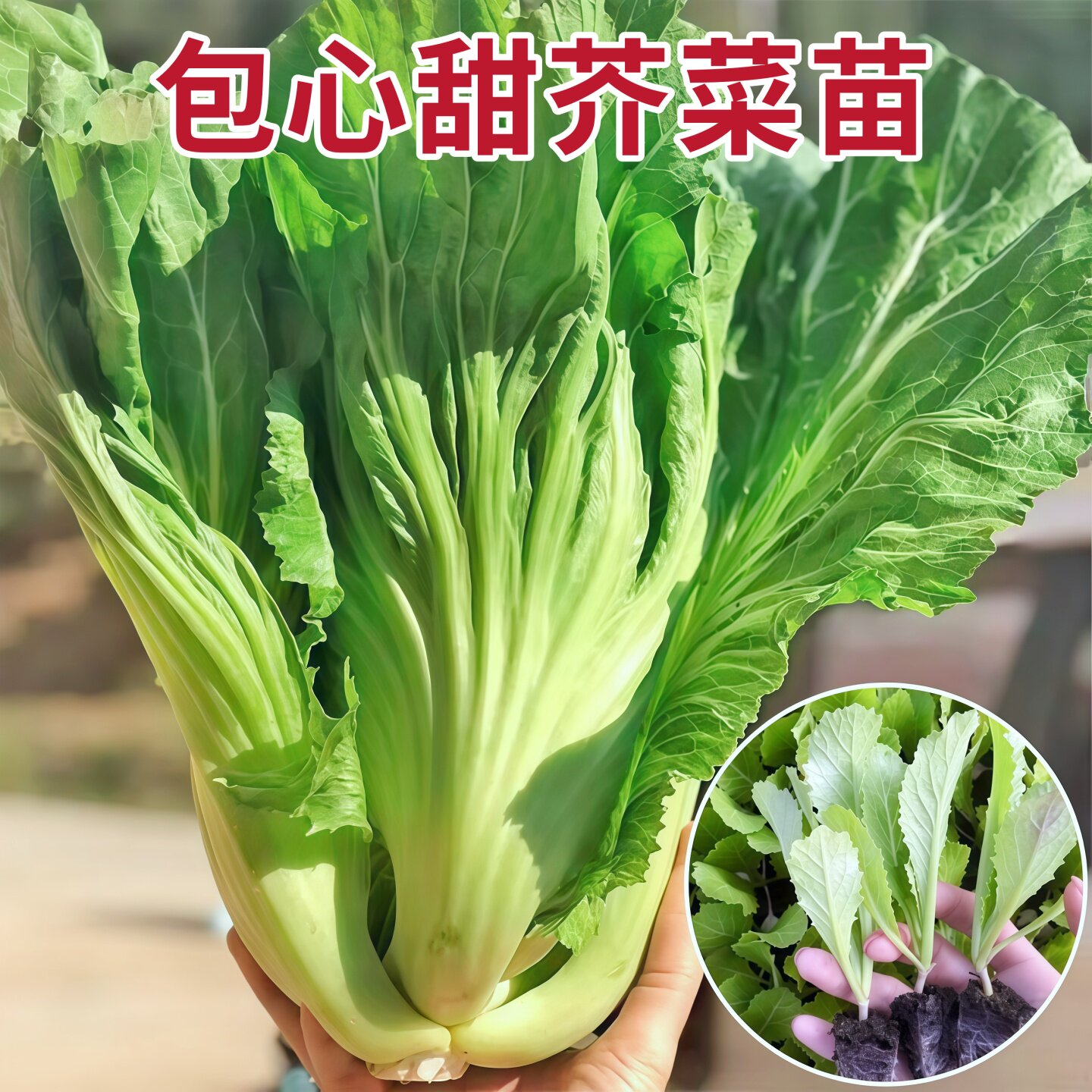 大肉老品种包心芥菜秧苗高产大叶脆嫩腌制酸菜青菜种子秋播蔬菜籽