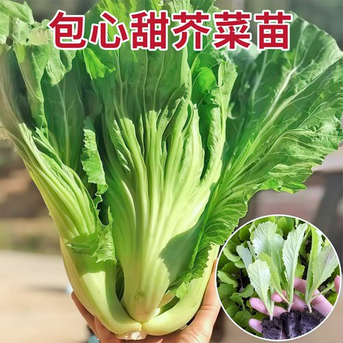 大肉老品种包心芥菜秧苗高产大叶脆嫩腌制酸菜青菜种子秋播蔬菜籽