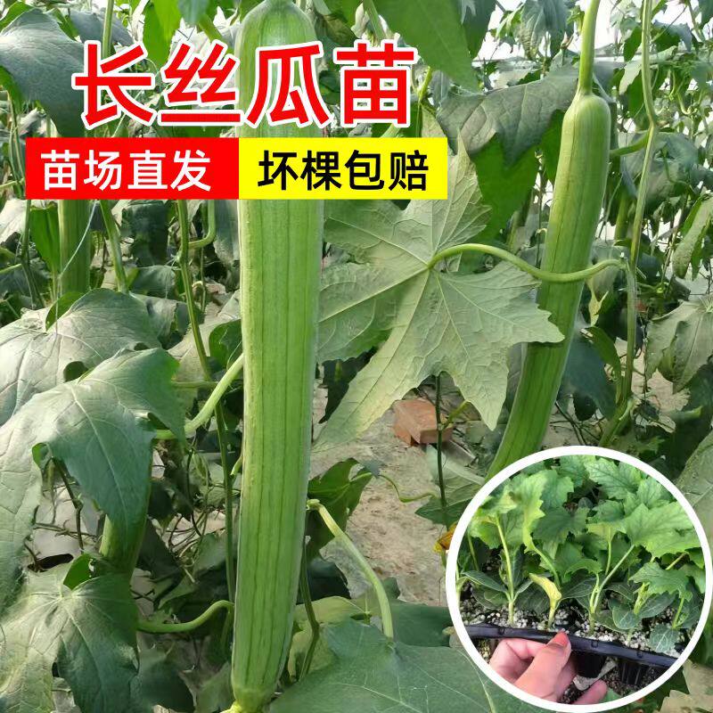 丝瓜苗种籽秧苗老品种蔬菜种子嫁接长肉八角丝瓜种孑四季幼苗盆栽