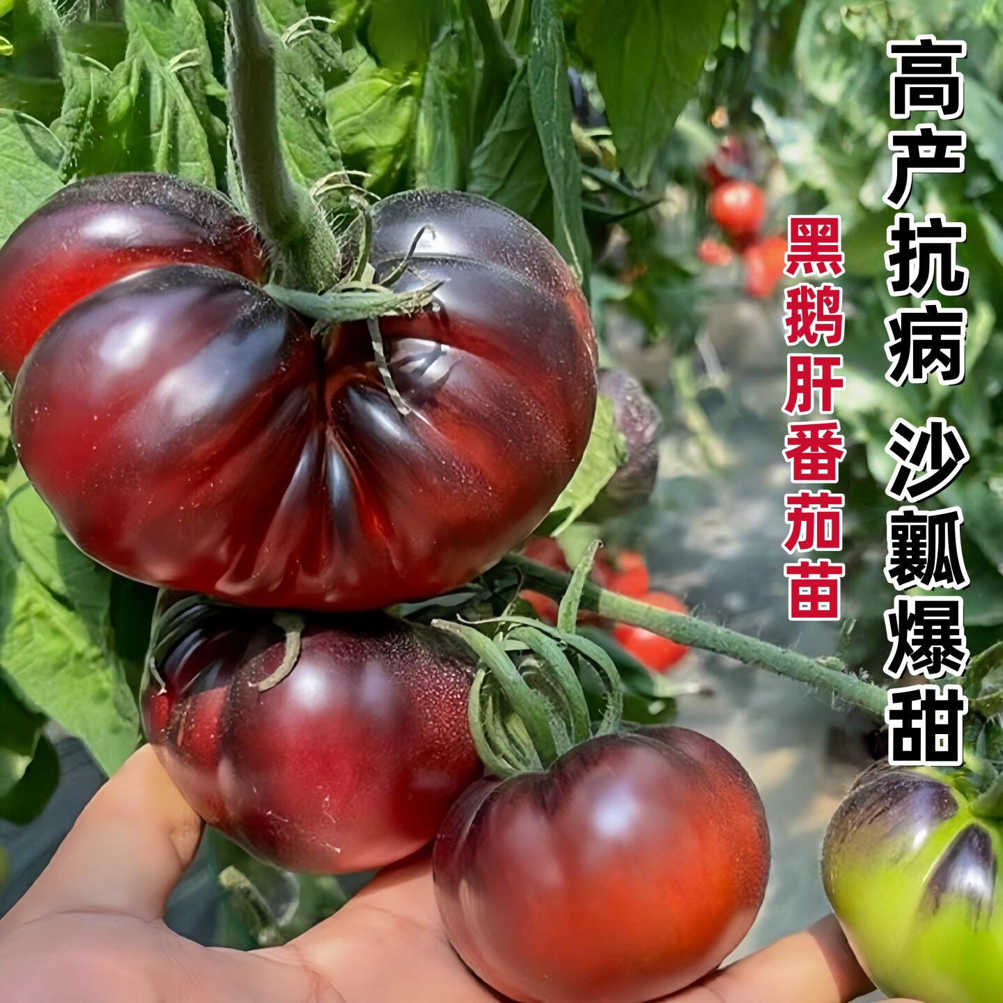 老品种超甜黑鹅肝番茄苗秧马蹄丑柿子红牛排西红柿种子四季带土球