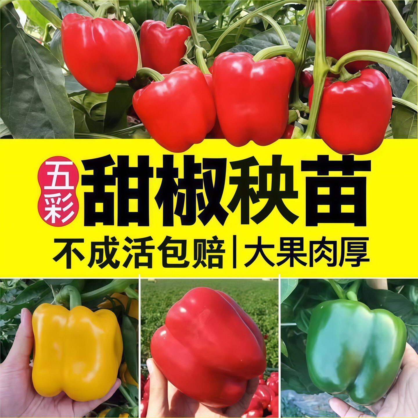 高产圆椒菜椒苗辣椒苗秧苗青红黄天椒太空椒方椒种籽灯笼椒秧阳台