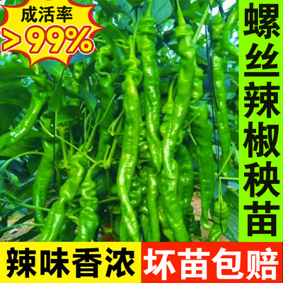 螺丝椒辣椒苗辣椒苗蔬菜苗