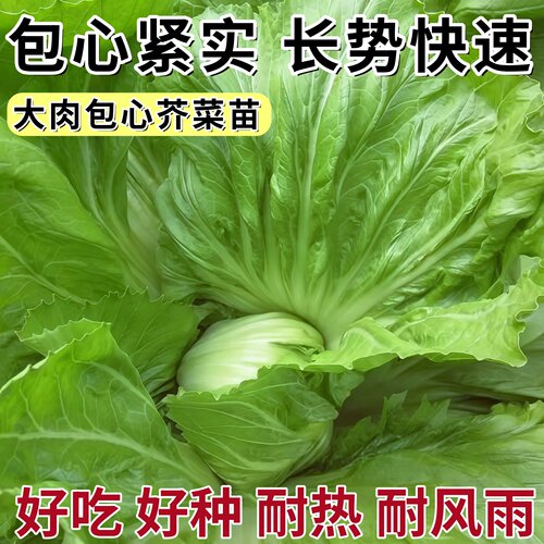 包心芥菜苗带土秧苗耐寒青菜大肉包心芥菜酸菜活苗现货庭院阳台栽