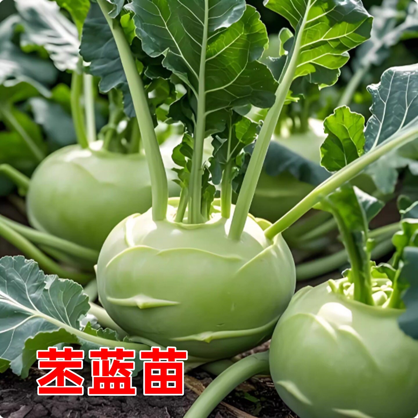 青苤蓝苗秧苗紫苤蓝苗水果丕蓝苗秧苗阳台庭院四季早熟高产蔬菜苗