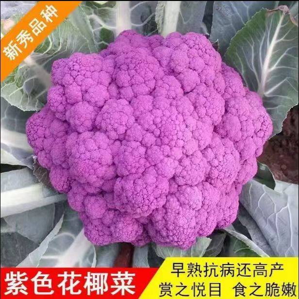 四季紫色花椰菜苗秧菜花种子籽宝塔菜苗高产抗病阳台盆栽庭院秧苗