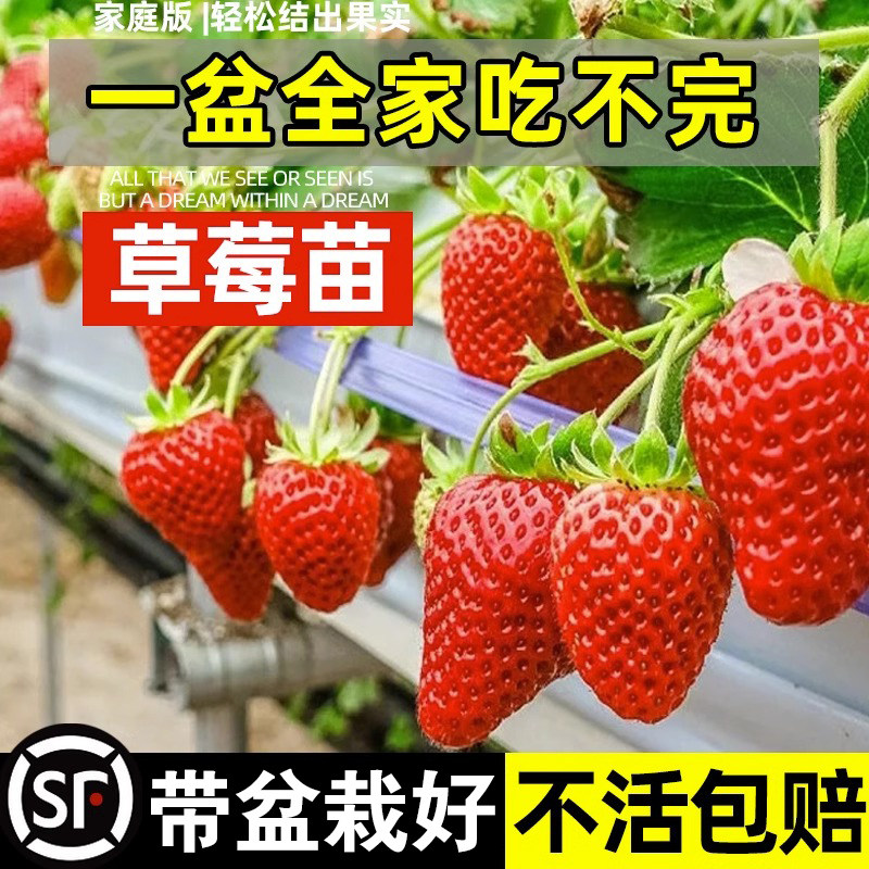 四季奶油味草莓苗盆栽露天食用章姬红颜原土原苗南北方当年结果