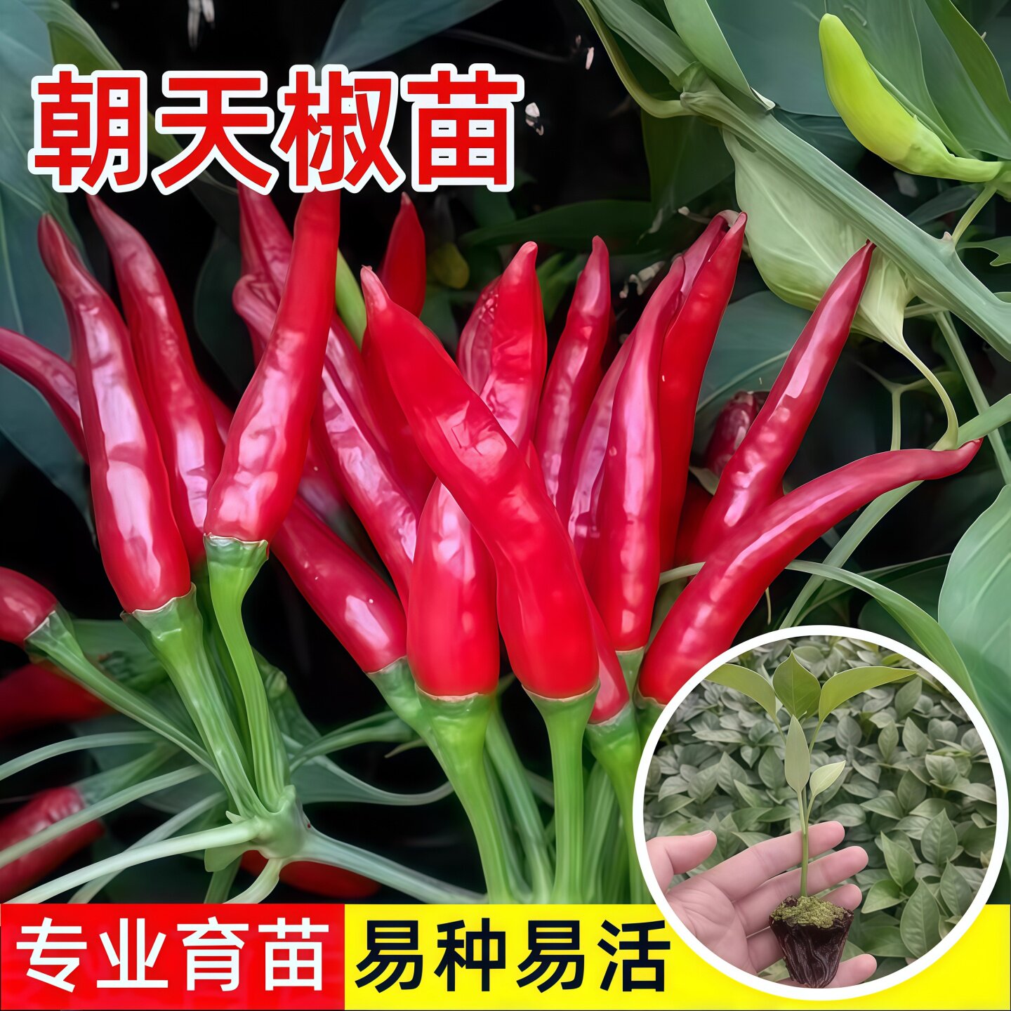 四季朝天椒苗小米辣椒苗秧超辣尖椒种子籽苗高产南方盆栽蔬菜苗孑