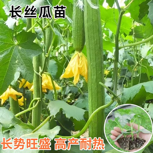 益丰高产长丝瓜种子四季易种