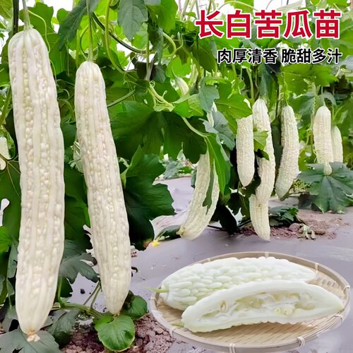 带土疙瘩高产长白苦瓜苗