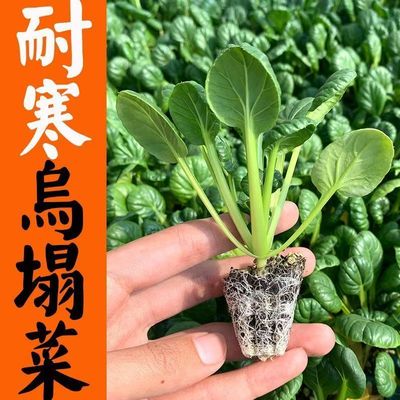 耐寒黄心乌塌菜苗秧苗