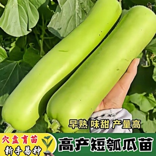 短瓠子苗瓠子种子早生瓢子瓜籽四季长短蒲瓜春夏秋冬种籽胡瓜各种