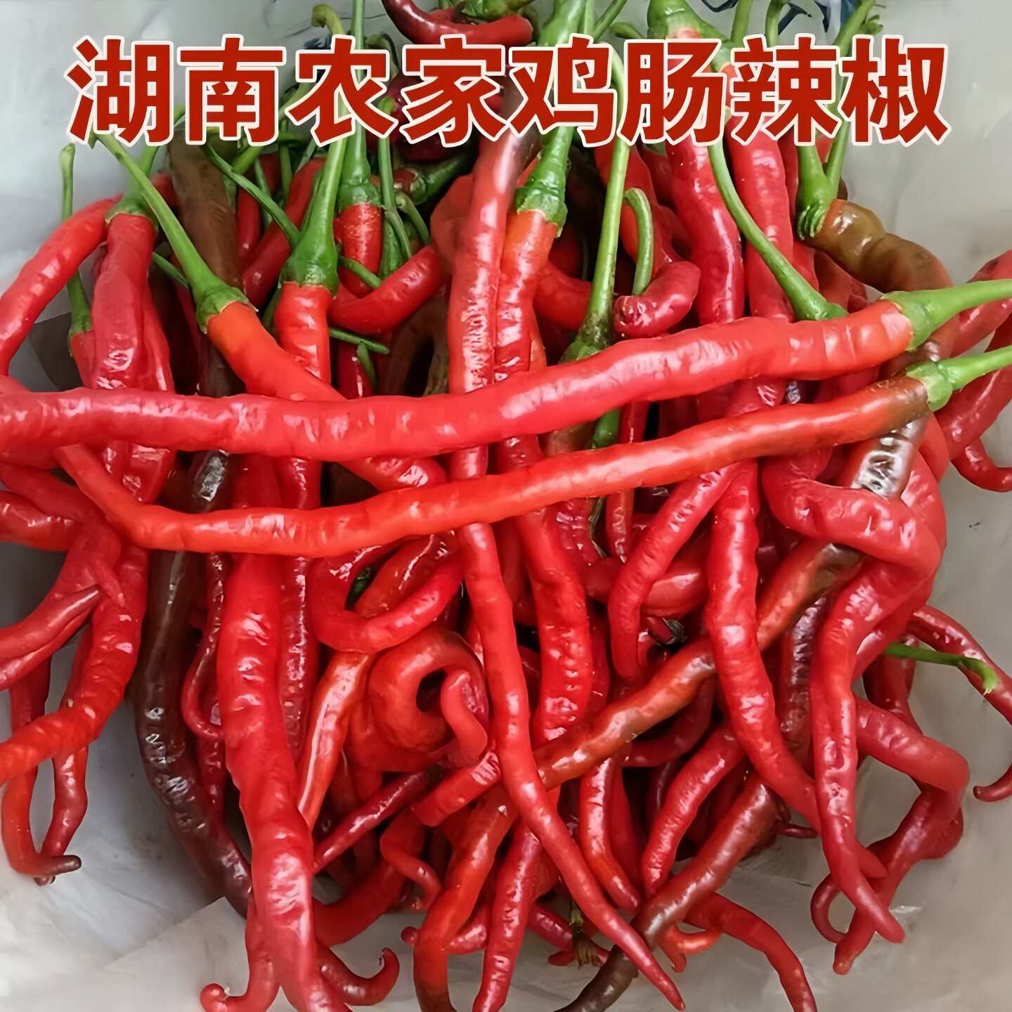 湖南鸡肠子辣椒苗秧带土球带根长线椒苗四季阳台盆栽蔬菜苗辣椒苗