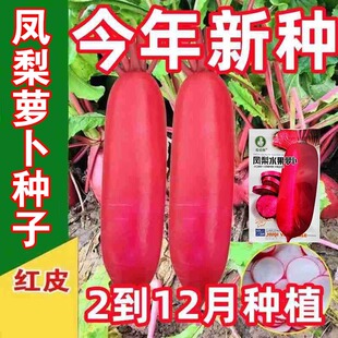 老不糠501水萝卜种子春秋四季庭院蔬菜种子大全红皮白心萝卜种籽