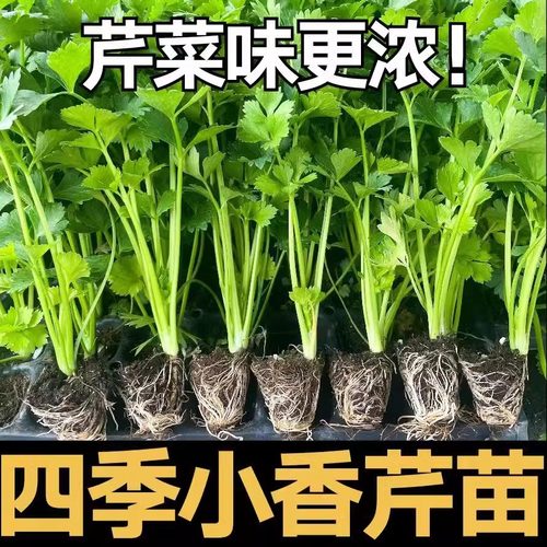 芹菜苗四季小香芹种子西芹苗秧春季盆栽蔬菜苗幼苗秧苗种籽菜苗孑