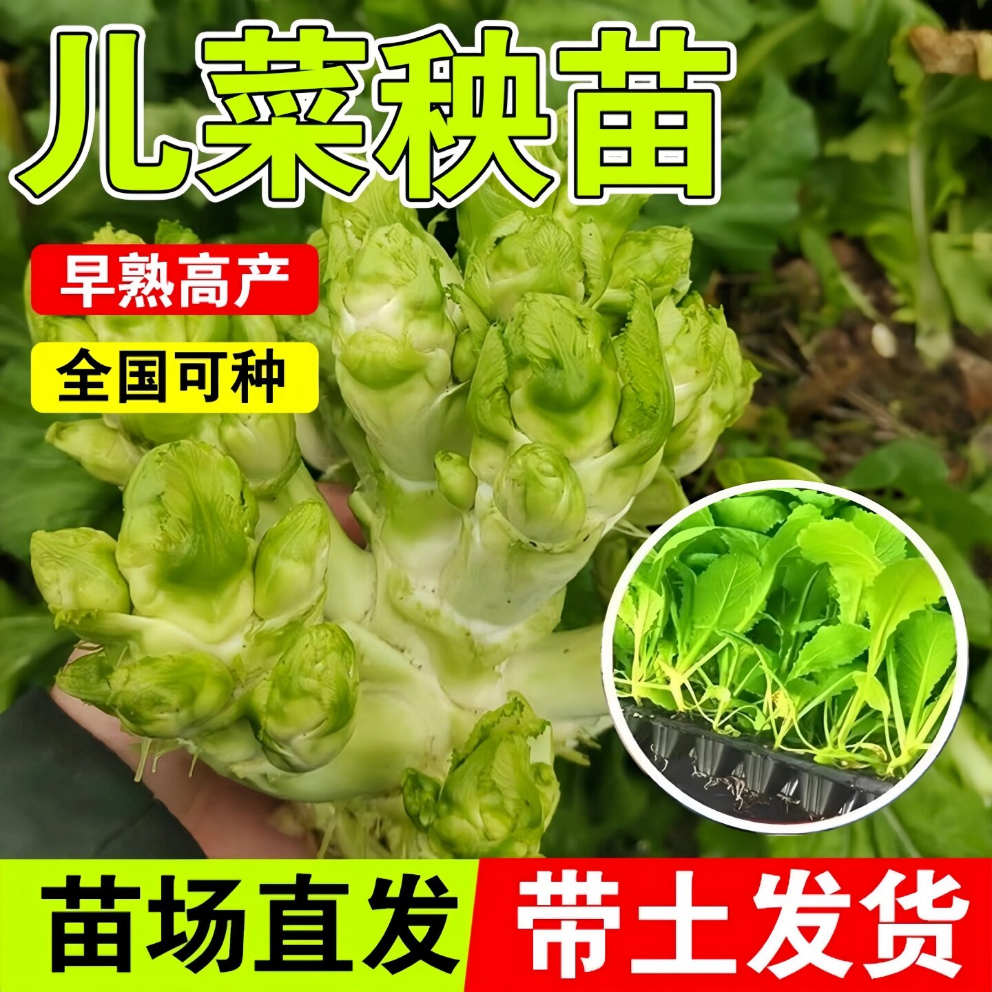 儿菜秧苗种苗早熟高产全国可种苗场直发带土发货适合新手小白